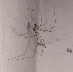 Crossopriza