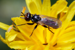 Thecophora