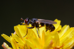 Thecophora