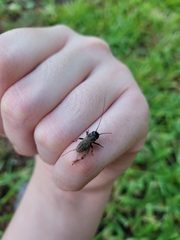 Gryllus rubens