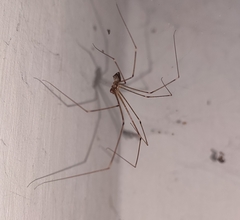 Crossopriza