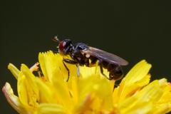 Thecophora