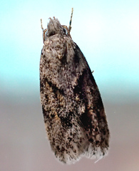 Symmoca signatella