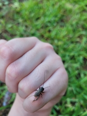 Gryllus rubens