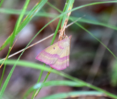 Rhodostrophia discopunctata
