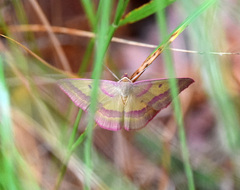 Rhodostrophia discopunctata