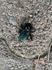 Xylocopa