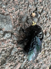 Xylocopa