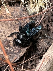 Xylocopa
