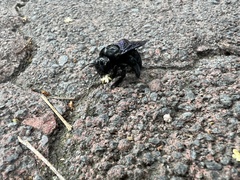 Xylocopa