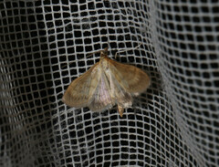 Paratalanta pandalis