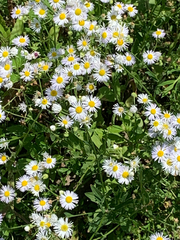 Erigeron