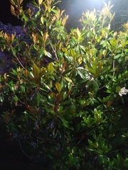 Magnolia grandiflora