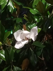 Magnolia grandiflora