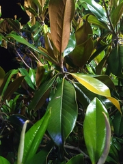Magnolia grandiflora
