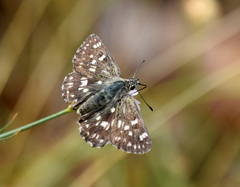 Muschampia tessellum