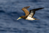 Brown Booby - Photo (c) Максим Стефанович, some rights reserved (CC BY-NC), uploaded by Максим Стефанович