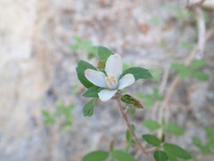 Jamesia tetrapetala