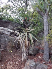 Aloe excelsa