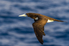 Forster's Brown Booby - Photo (c) Максим Стефанович, some rights reserved (CC BY-NC), uploaded by Максим Стефанович
