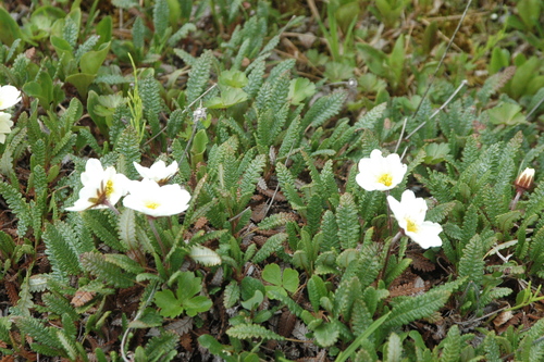 Image of Dryas alaskensis by (c) Syd Cannings, some rights reserved (CC BY)
