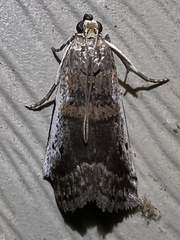 Acrobasis tumidulella