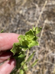 Grindelia adenodonta