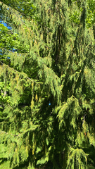 Cupressus nootkatensis