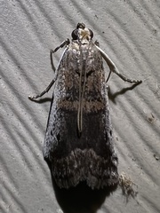 Acrobasis tumidulella
