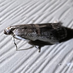 Acrobasis tumidulella
