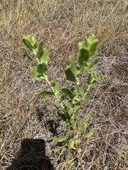 Grindelia adenodonta