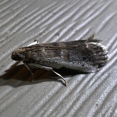 Acrobasis tumidulella
