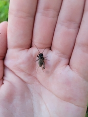 Gryllus rubens