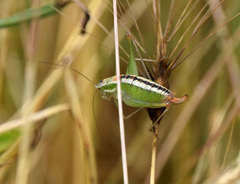Poecilimon macedonicus