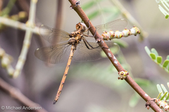 Macrothemis inacuta