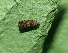 Pseudohermenias abietana