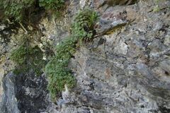 Potentilla alchimilloides