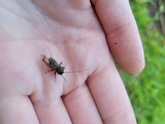 Gryllus rubens