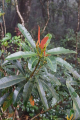 Protorhus longifolia