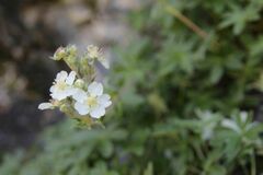 Potentilla alchimilloides