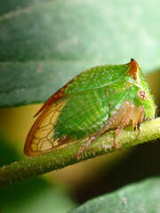 Stictocephala militaris
