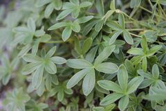 Potentilla alchimilloides