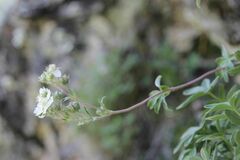 Potentilla alchimilloides
