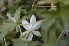 Potentilla alchimilloides