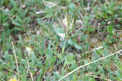Eutrema edwardsii