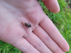 Gryllus rubens