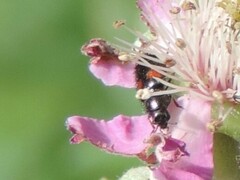 Divales bipustulatus