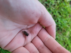 Gryllus rubens