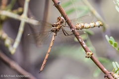 Macrothemis inacuta