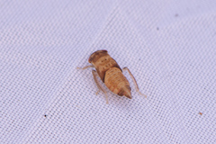 Iassus lanio